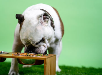Organic Dog Food