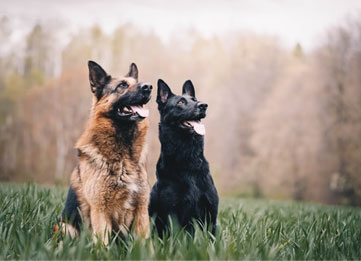 Dog Boarding and Grooming