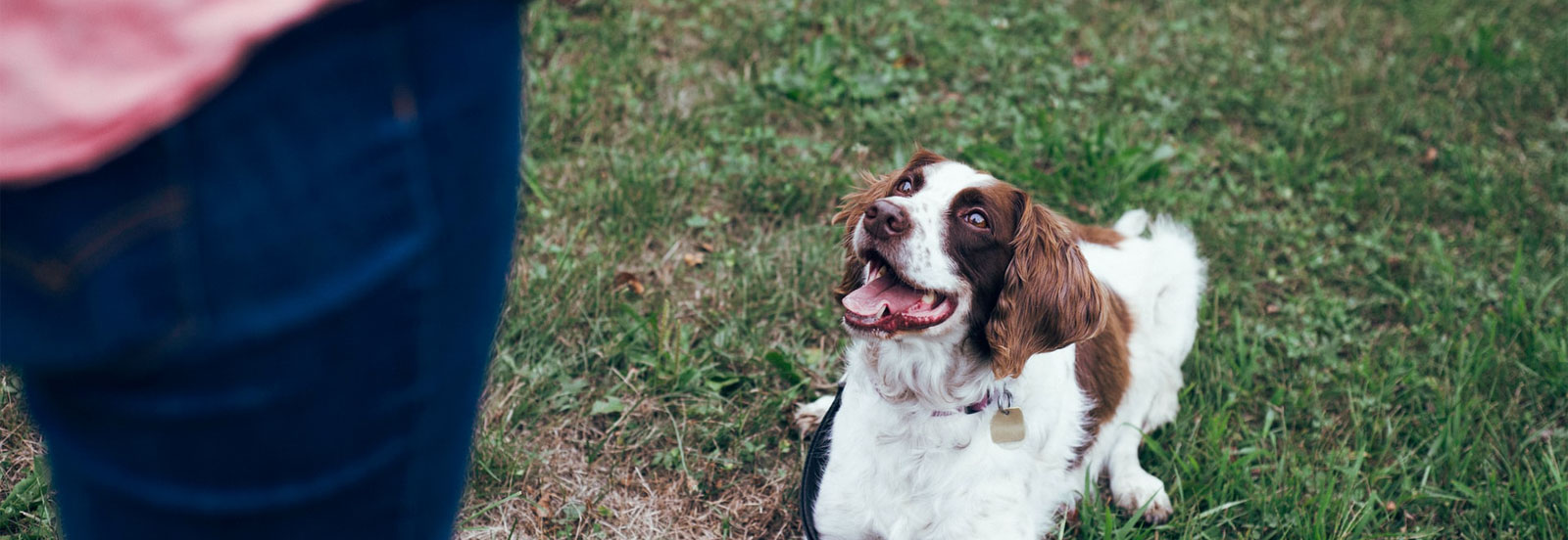 Home Dog Training