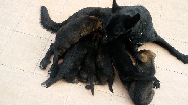 K9 Security Dog