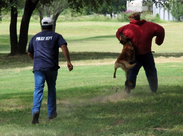 Professional Dog Training