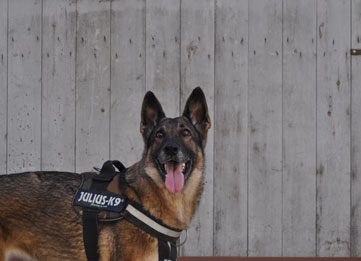 Guard Dog Rental